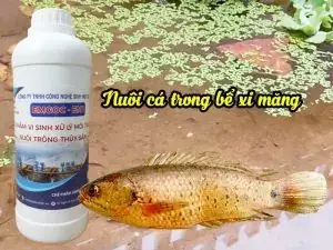 Kỹ Thuật Nuôi Cá Rô Đồng Trong Bể: Từ Chuẩn Bị Đến Thu Hoạch