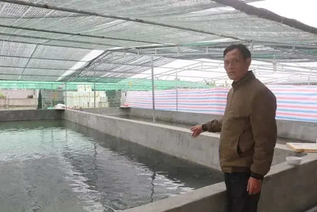 Kỹ Thuật Nuôi Cá Rô Đồng Trong Bể: Từ Chuẩn Bị Đến Thu Hoạch