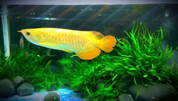 Cách Nuôi Cá Rồng Phong Thủy Thu Hút Vận May & Thịnh Vượng