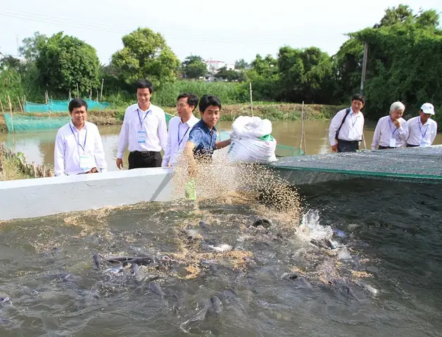 Hướng Dẫn Chi Tiết A-Z Nuôi Cá Sặc Rằn Trong Bể Xi Măng