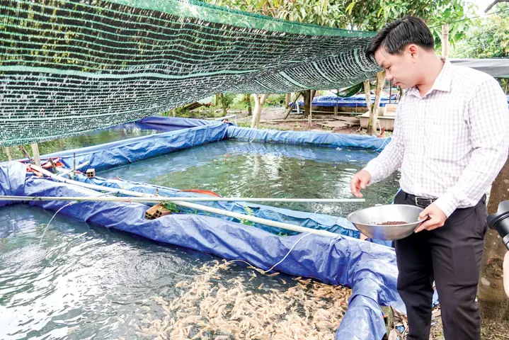 Nuôi cá tai tượng trong bể bạt: Đầu tư ít, thu nhập ổn định, dễ dàng quản lý