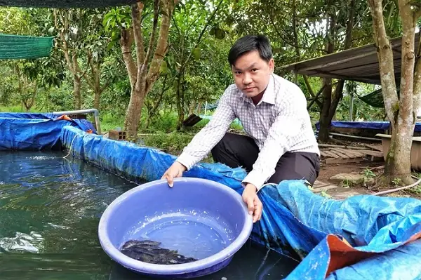 Nuôi Cá Tai Tượng Da Beo: Cẩm Nang Từ A Đến Z Nuôi Cá Tai Tượng Da Beo: Cẩm Nang Từ A Đến Z