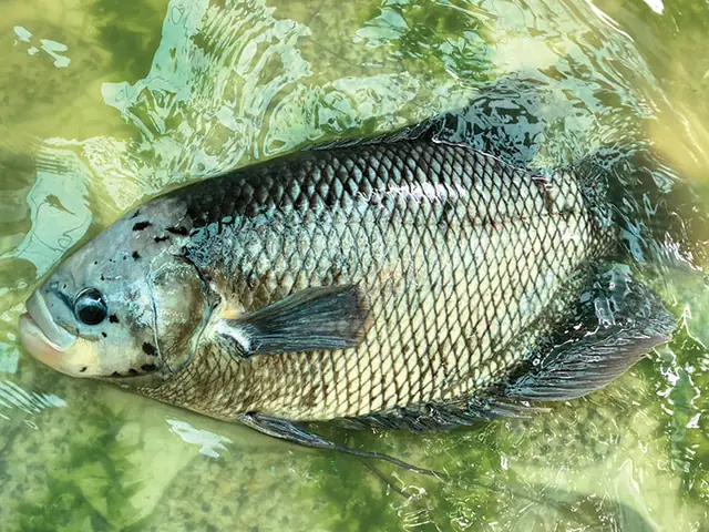 nuôi cá tai tượng trong hồ xi măng