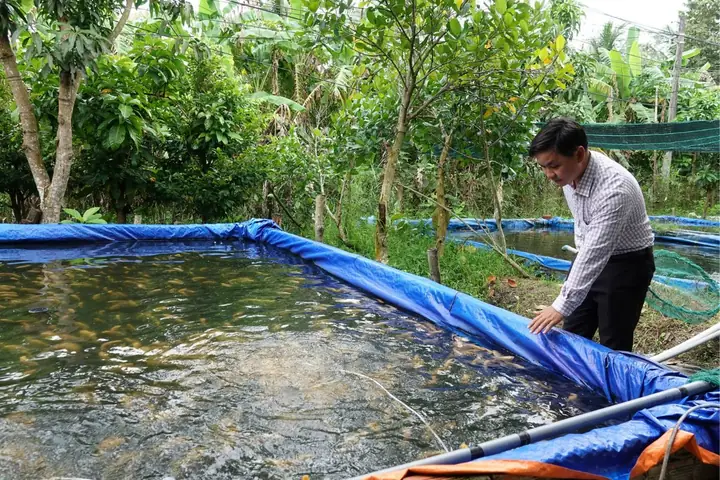 Hướng dẫn chi tiết kỹ thuật nuôi cá tai tượng trong vèo