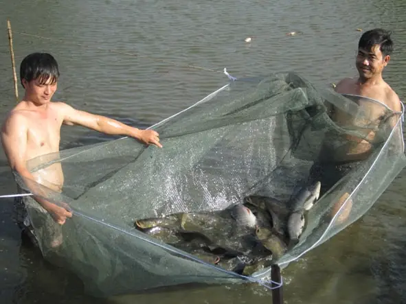 Kỹ Thuật Nuôi Cá Trắm Đen Bằng Thức Ăn Công Nghiệp Chi Tiết