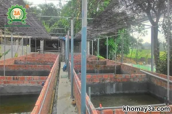 nuôi cá trê trong bể xi măng