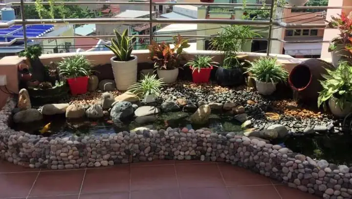 Hướng Dẫn Toàn Diện Nuôi Cá Trên Sân Thượng Thành Công