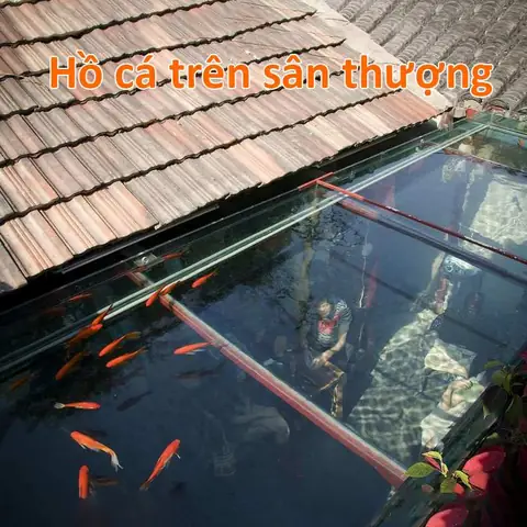 Hướng Dẫn Toàn Diện Nuôi Cá Trên Sân Thượng Thành Công