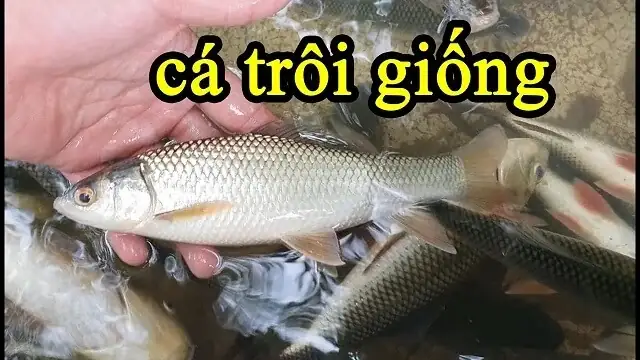 Hướng Dẫn Chi Tiết Nuôi Cá Trôi Trắng Cho Người Mới Bắt Đầu