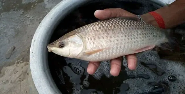 Hướng Dẫn Chi Tiết Nuôi Cá Trôi Trắng Cho Người Mới Bắt Đầu