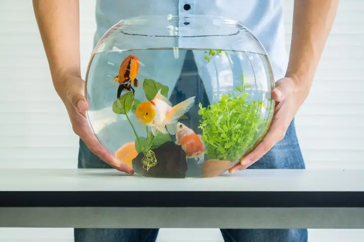 Cách làm bể nuôi cá từ chậu thuỷ tinh