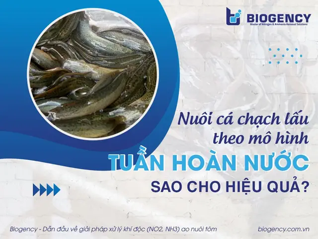 Nuôi Cá Tuần Hoàn Nước: Hướng Dẫn Toàn Diện Từ A Đến Z