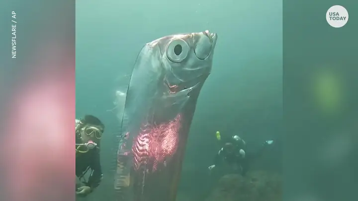 Oarfish là cá gì? Giải mã bí ẩn loài cá mái chèo khổng lồ