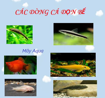 Ốc dọn bể giúp làm sạch đáy hồ cá bảy màu