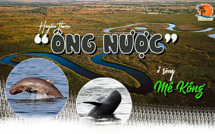 Ông Nược Là Cá Gì? Giải Mã Loài Cá Heo Nước Ngọt Huyền Thoại