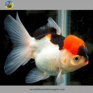 Oranda goldfish