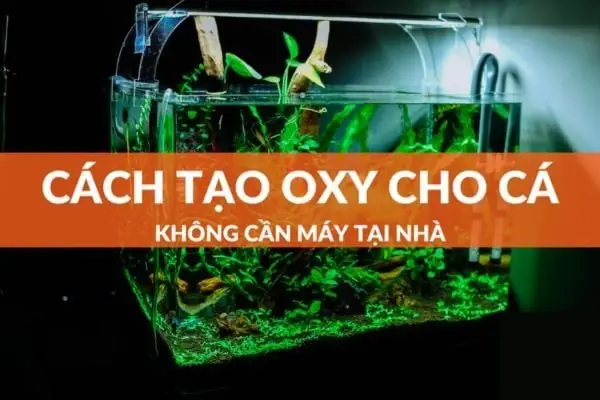 Oxy Cho Cá Cảnh: Hướng Dẫn Đảm Bảo Sức Khỏe Toàn Diện