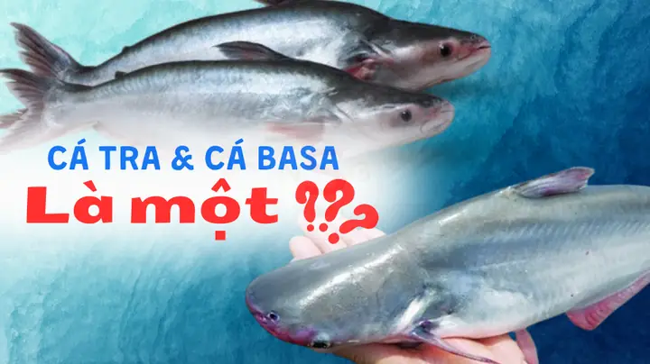 Pangasius là cá gì? Khám phá về cá tra, đặc điểm và vai trò