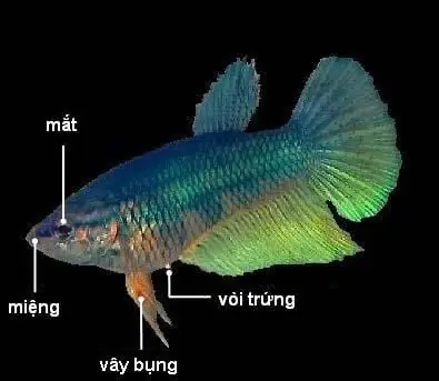 Cách Phân Biệt Cá Chọi Đực Và Cái Chính Xác Cho Người Mới Bắt Đầu