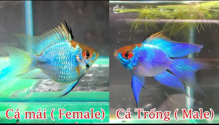 Cách Phân Biệt Cá Phượng Hoàng Trống Mái Chi Tiết Nhất