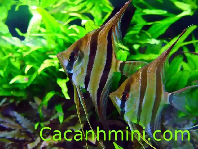 Cách Phân Biệt Cá Thần Tiên Trống Mái Chuẩn Xác Từ Chuyên Gia