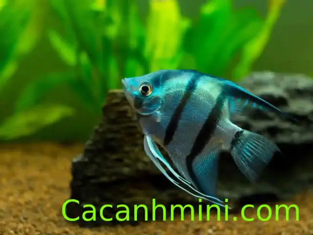 Cách Phân Biệt Cá Thần Tiên Trống Mái Chuẩn Xác Từ Chuyên Gia