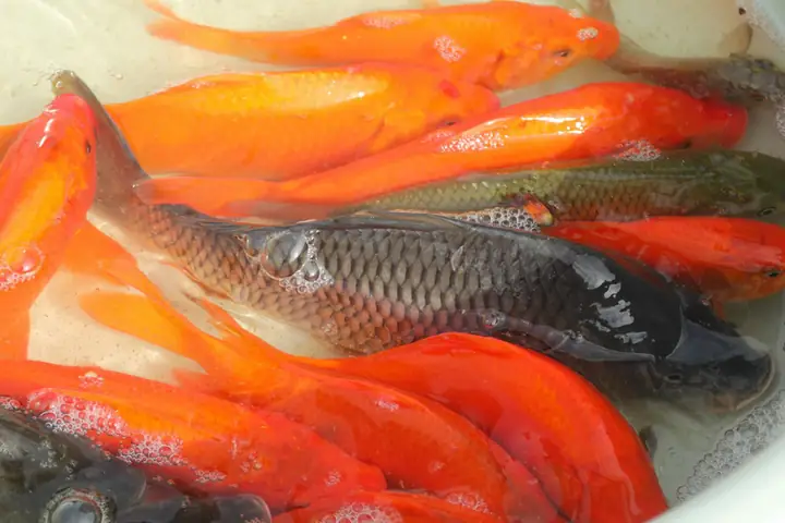Giới thiệu về Cá Chép Phóng Sinh