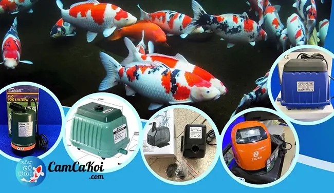 Hướng Dẫn Lựa Chọn & Sử Dụng Phụ Kiện Bể Cá Koi Hiệu Quả