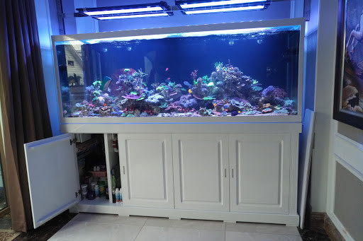 Phụ kiện chuyên dụng cho hồ cá biển tại cửa hàng cá cảnh biển Sơn Hà