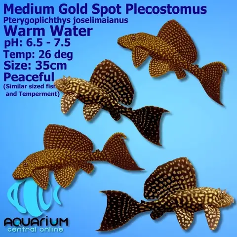 Cá Pleco Là Cá Gì? Khám Phá Đặc Điểm và Cách Nuôi