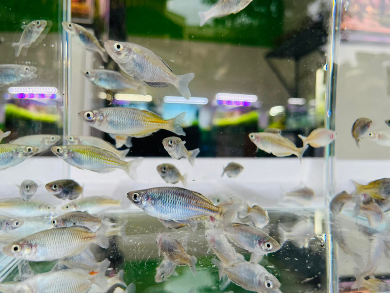 Quang cảnh bên ngoài cửa hàng cá cảnh Thủy Nguyên Nghệ An với bảng hiệu rõ ràng