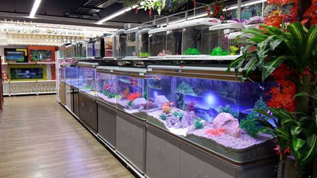 Quầy phụ kiện và vật tư thủy sinh tại cửa hàng cá cảnh Minh Thắng, Quận 9