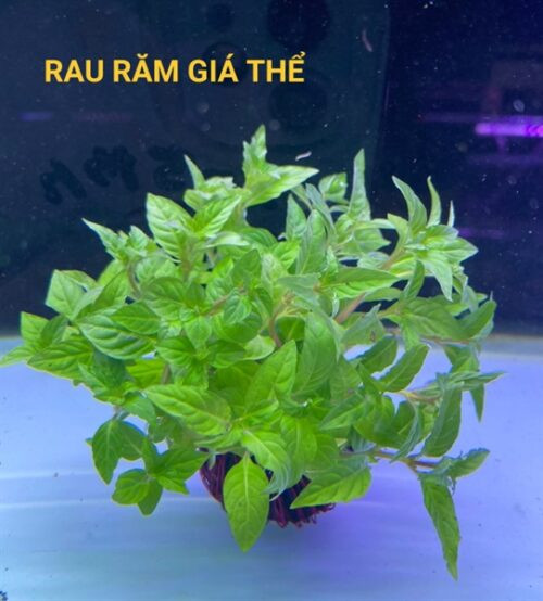 Rau răm thủy sinh, một lựa chọn tuyệt vời cho cảnh quan chậu cá cảnh thuỷ sinh.