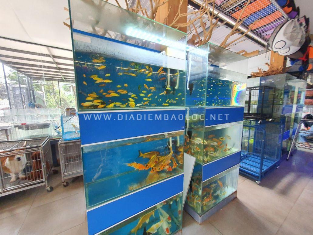 RIO Petshop, một điểm bán cá cảnh gần đây với nhiều lựa chọn độc đáo