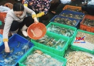 Rổ nhựa chuyên dụng trong chậu nuôi cá bảy màu, giúp tách cá con an toàn khỏi cá mẹ sau khi sinh sản