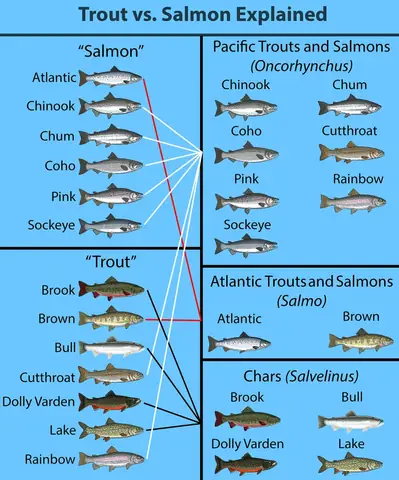 Salmon là cá gì? Khám phá loài cá hồi và những điều thú vị