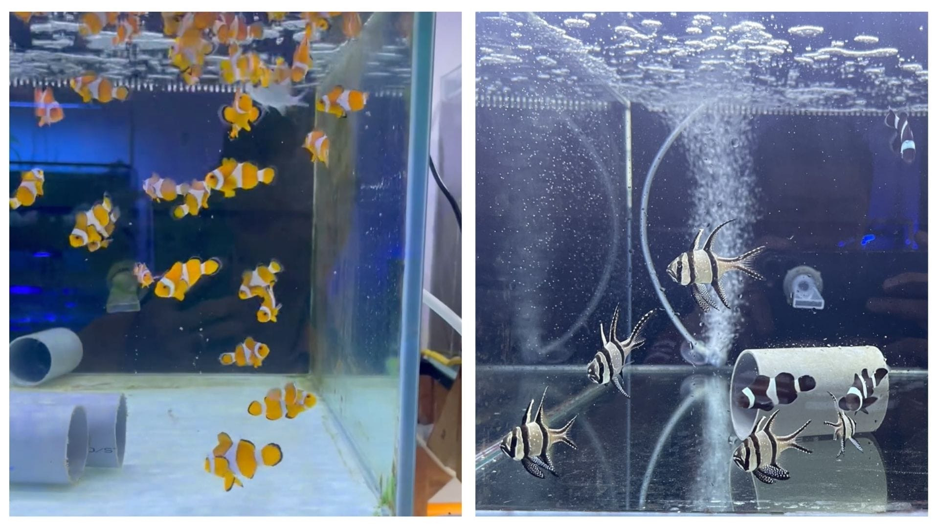 San hô cá cảnh biển Đà Nẵng tại Sun Corals
