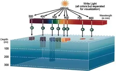 Cách Chăm Sóc San Hô Cho Hồ Cá Phát Triển Khỏe Mạnh, Đầy Màu Sắc