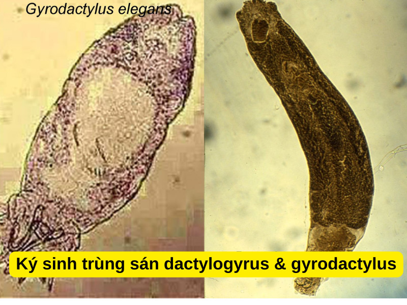 Sán lá đơn chủ Dactylogyrus và Gyrodactylus gây bệnh trên cá cảnh