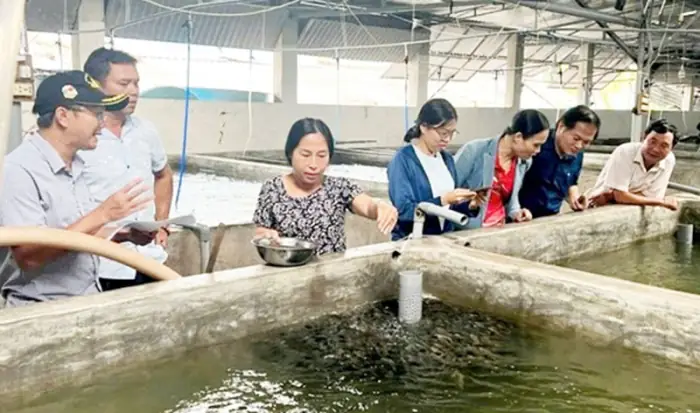 Hướng Dẫn Sản Xuất Giống Cá Mú Trân Châu Hiệu Quả