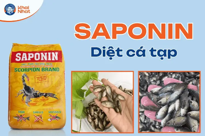 Saponin Diệt Cá Tạp: Hiểu Rõ Về Cơ Chế Và Ứng Dụng Hiệu Quả