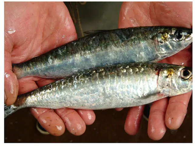 Sardine Là Cá Gì? Khám Phá Loài Cá Nhỏ Giàu Dinh Dưỡng