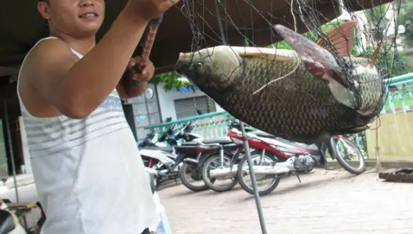 Sẹ Cá Là Gì? Định Nghĩa Và Ảnh Hưởng Đến Cá Cảnh