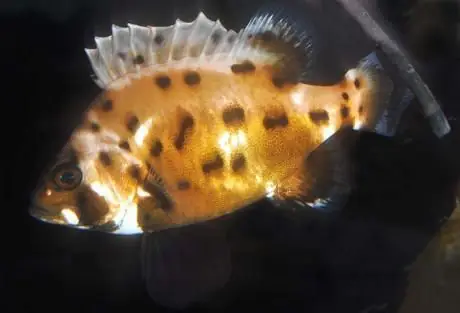 seabass là cá gì