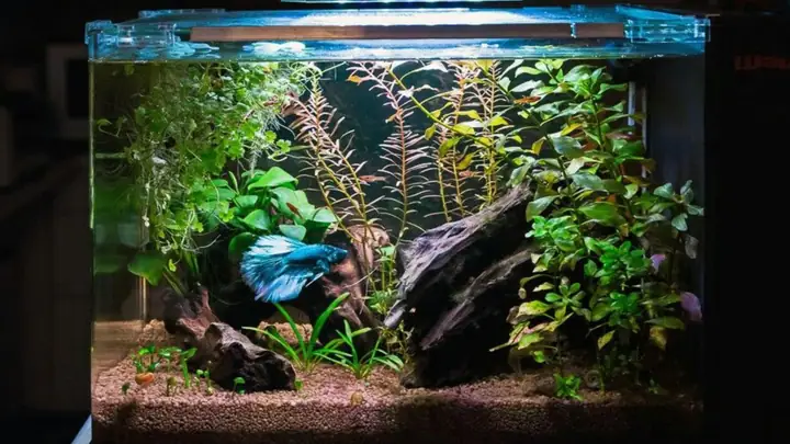 Hướng Dẫn Setup Bể Cá Betta Chi Tiết Từ A-Z