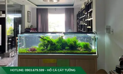 setup hồ cá thuỷ sinh setup hồ cá thuỷ sinh