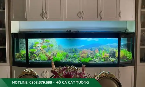 setup hồ cá thuỷ sinh setup hồ cá thuỷ sinh