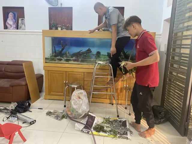 setup hồ cá thuỷ sinh