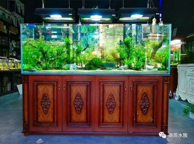 setup hồ cá thuỷ sinh setup hồ cá thuỷ sinh