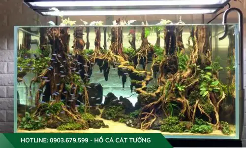 setup hồ cá thuỷ sinh setup hồ cá thuỷ sinh